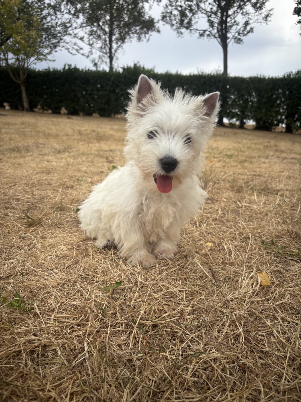 Chiot West Highland White Terrier