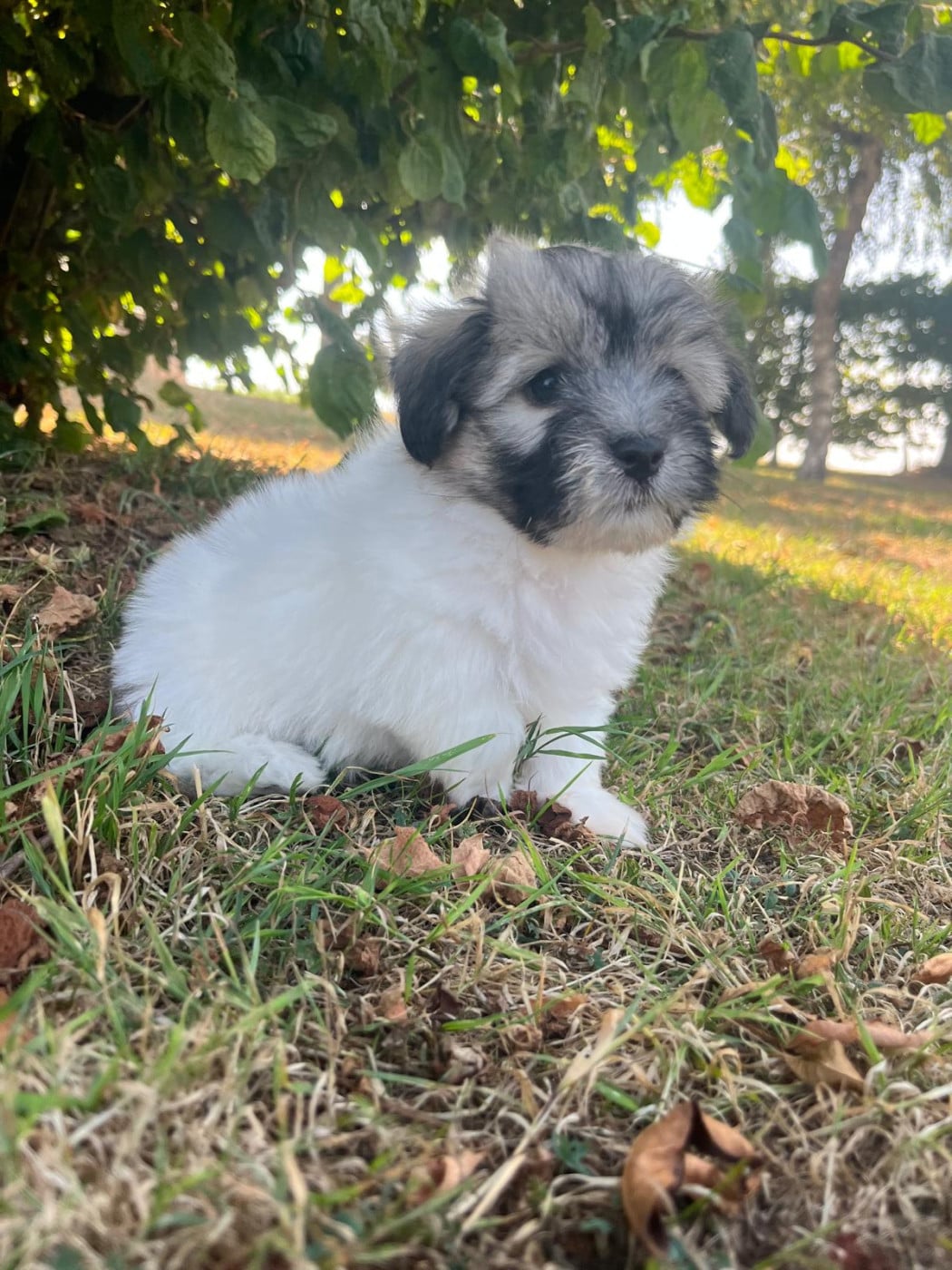 Coton de Tulear - Des Sentiers du Perche