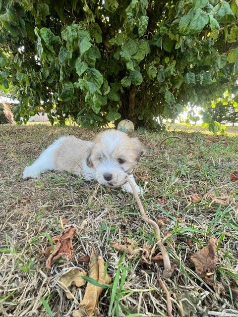 Coton de Tulear - Des Sentiers du Perche