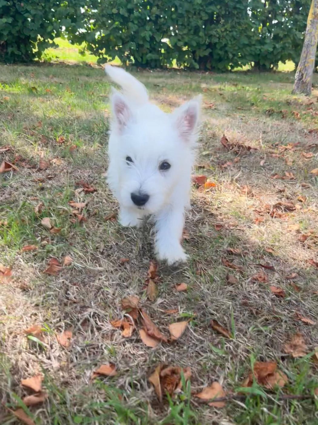 West Highland White Terrier - Des Sentiers du Perche