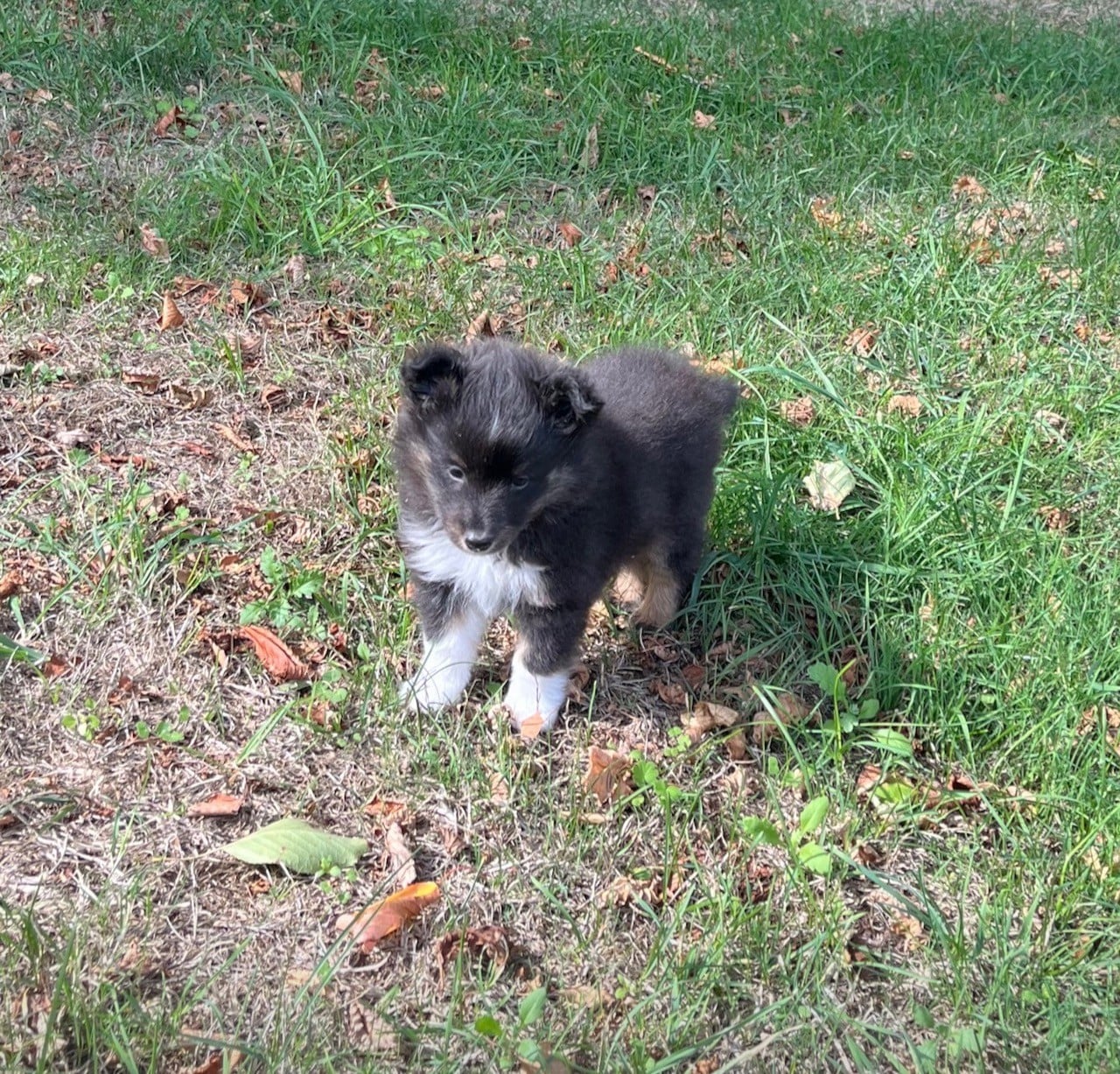 Shetland Sheepdog - Des Sentiers du Perche