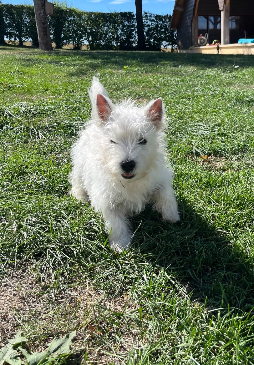 West Highland White Terrier - Des Sentiers du Perche