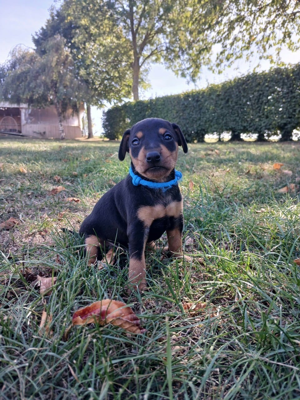 B... Des Sentiers du Perche - Pinscher nain