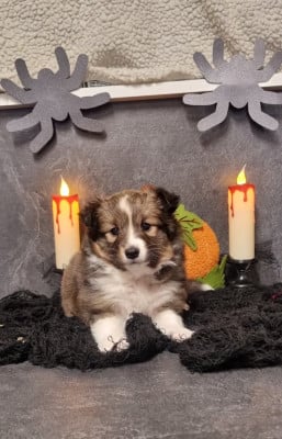 Les chiots de Shetland Sheepdog