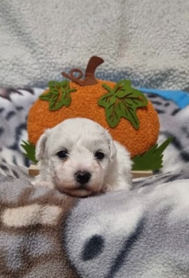 Les chiots de Bichon Frise