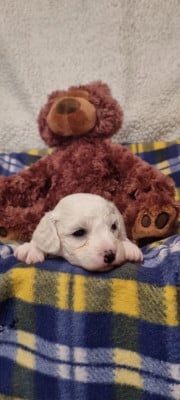 Les chiots de Bichon Frise