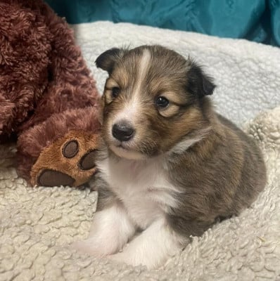 Les chiots de Shetland Sheepdog