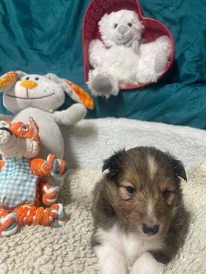 Les chiots de Shetland Sheepdog