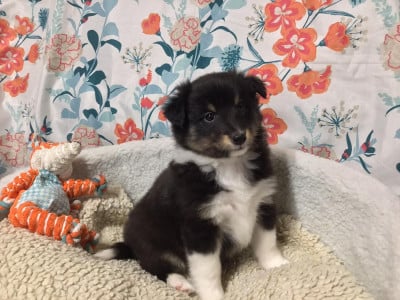 Les chiots de Shetland Sheepdog