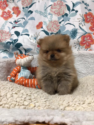 Les chiots de Spitz allemand