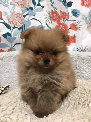 Les chiots de Spitz allemand