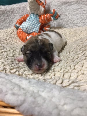 Les chiots de Coton de Tulear