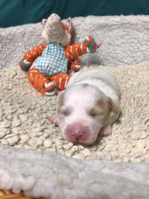 Les chiots de Coton de Tulear