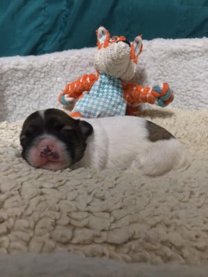 Les chiots de Coton de Tulear