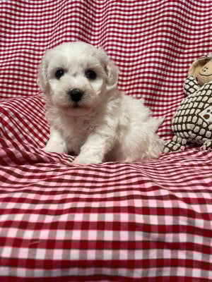 Les chiots de Bichon Frise