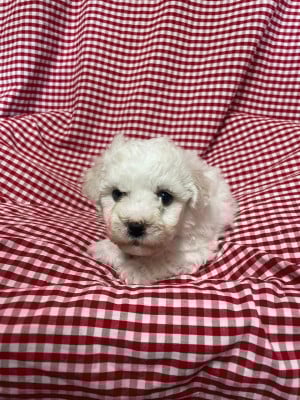 Les chiots de Bichon Frise