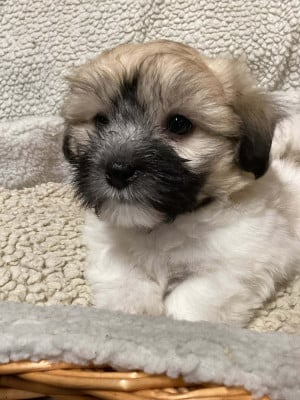 B... des Sentiers du Perche - Coton de Tulear