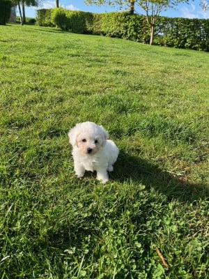 Les chiots de Bichon Frise