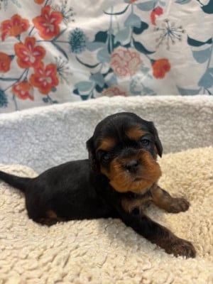 Les chiots de Cavalier King Charles Spaniel