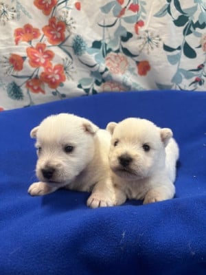 B... des Sentiers du Perche - West Highland White Terrier