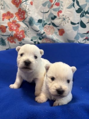 B... des Sentiers du Perche - West Highland White Terrier