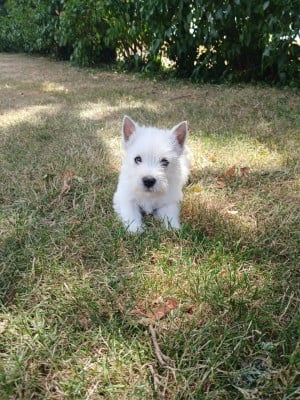 Les chiots de West Highland White Terrier