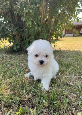 Les chiots de Bichon Frise