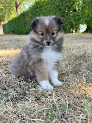 Les chiots de Shetland Sheepdog