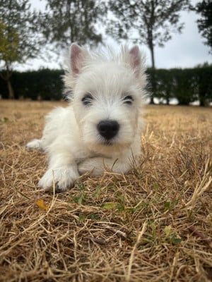 Les chiots de West Highland White Terrier