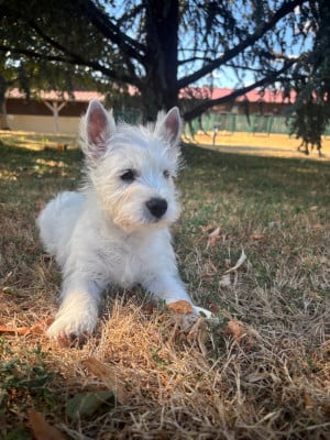 Les chiots de West Highland White Terrier