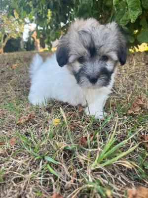 Les chiots de Coton de Tulear