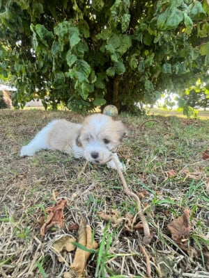 Les chiots de Coton de Tulear