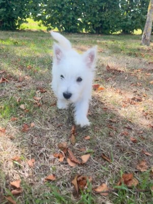 Les chiots de West Highland White Terrier