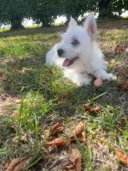 Les chiots de West Highland White Terrier