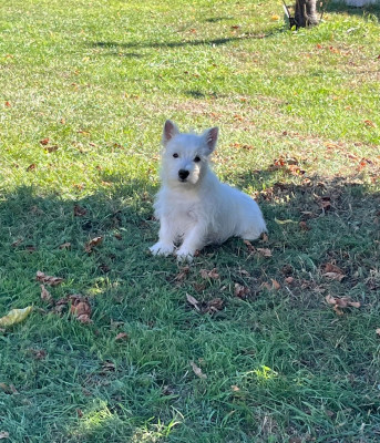 Les chiots de West Highland White Terrier