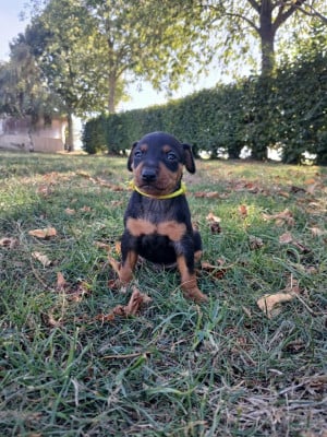 Les chiots de Pinscher nain