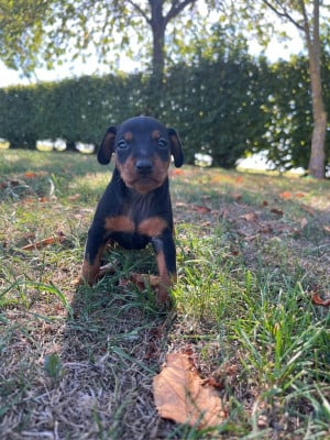 Les chiots de Pinscher nain