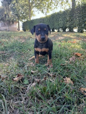Les chiots de Pinscher nain