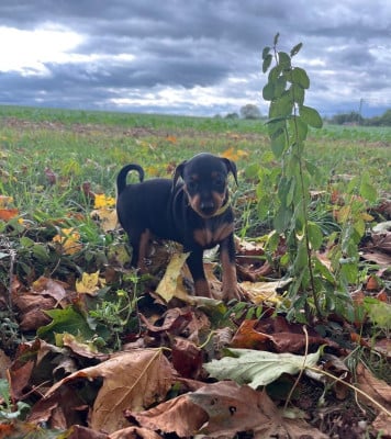 Les chiots de Pinscher nain