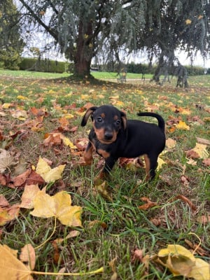Les chiots de Pinscher nain