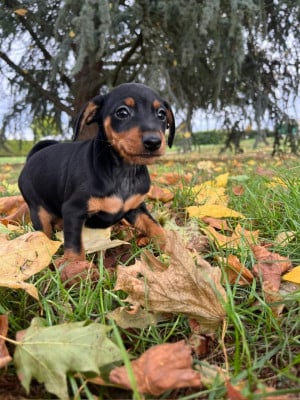 Les chiots de Pinscher nain