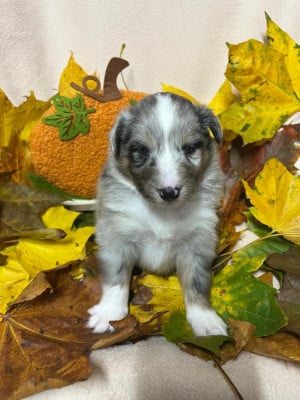 Shetland Sheepdog