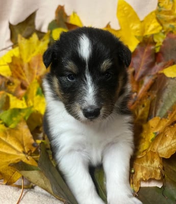Les chiots de Shetland Sheepdog