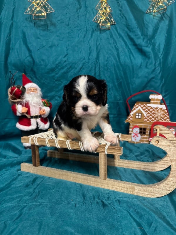 Cavalier King Charles Spaniel - Des Sentiers du Perche