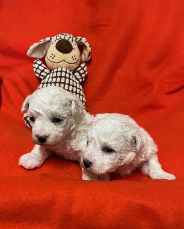 Bichon Frise - Des Sentiers du Perche