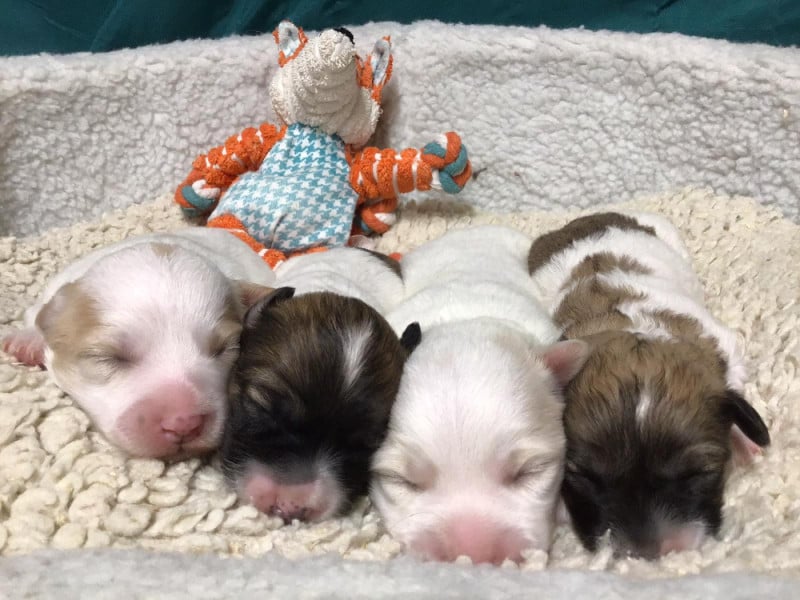 Coton de Tulear - Des Sentiers du Perche