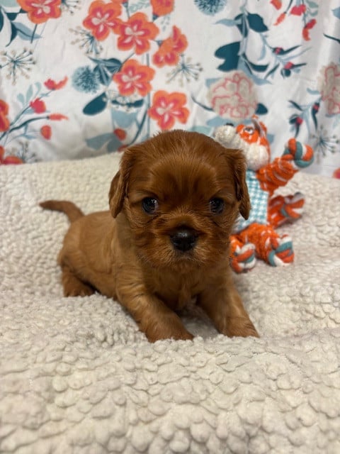 Cavalier King Charles Spaniel - Des Sentiers du Perche