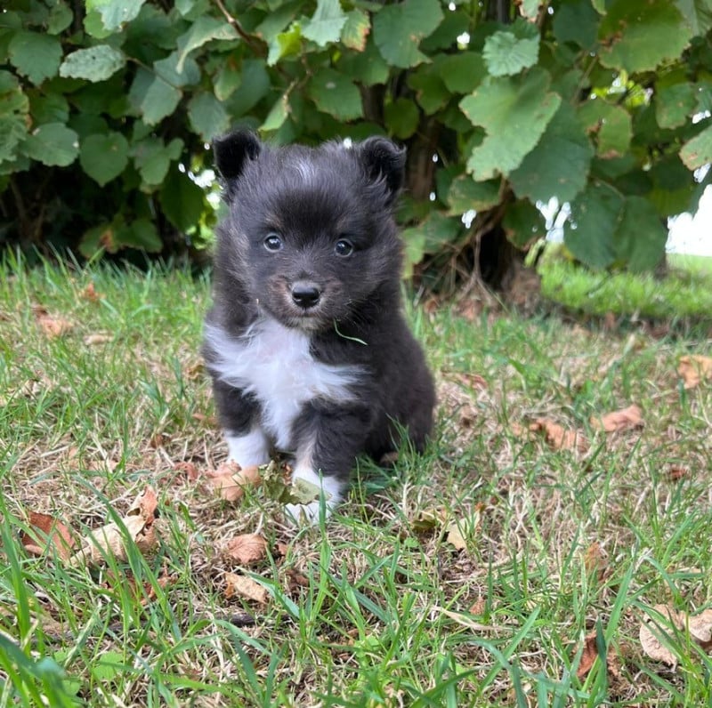 Shetland Sheepdog - Des Sentiers du Perche