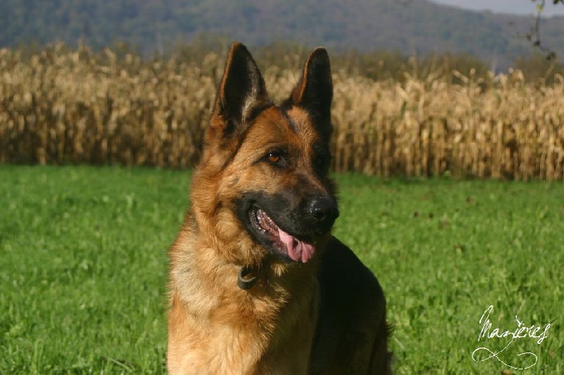 Publication : Du Domaine De Mazières