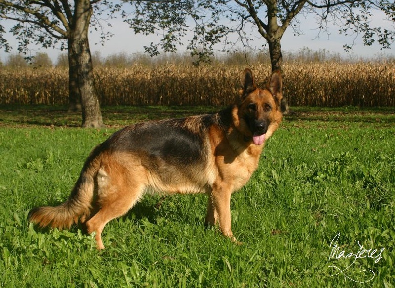 Publication : Du Domaine De Mazières